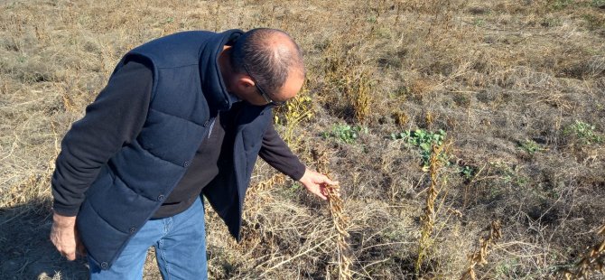 Haspolat'ta Soya Fasulyesi Üretimi Denemesi Başarılı