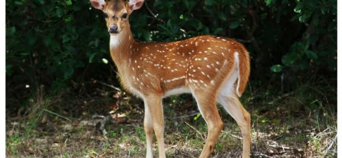 ABD' de Uzmanlar Uyardı: Bambi Virüsü Tehdidi Ortaya Çıktı