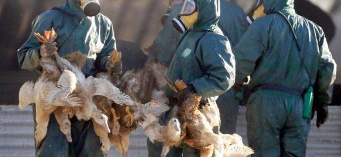 İngiltere kuş gribi dalgasıyla boğuşurken yaklaşık 3 milyon kuş itlaf edildi