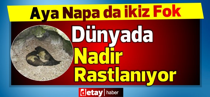 Agia Napa’da nadir rastlanan iki fok dünyaya geldi