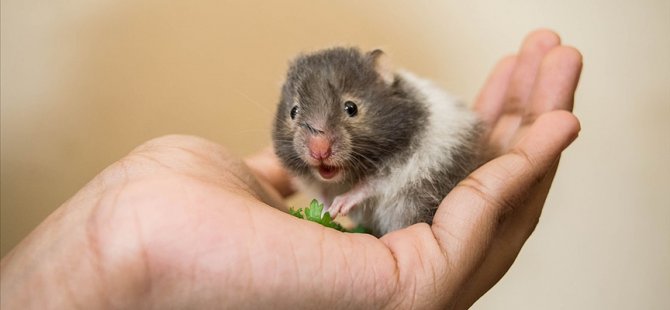 Araştırmaya Göre, Kovid-19 Hamsterlardan İnsanlara Bulaşabiliyor