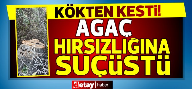 Karpaz'da ağaçları kökten keserek çaldı, suçüstü yakalandı!