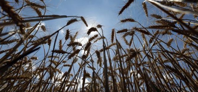 Rusya'nın Ukrayna'yı olası işgali gıda krizine yol açabilir