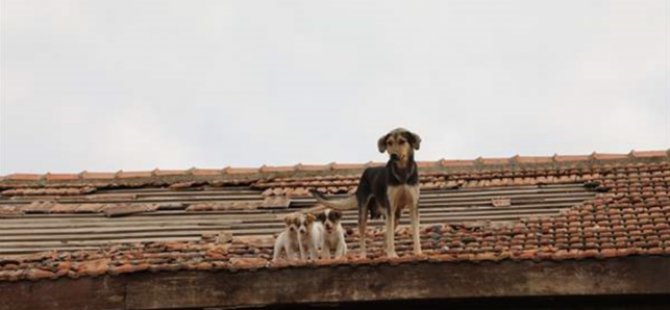 Çatıda Mahsur Kalan Köpek Ve Yavrularını Belediye Ekipleri Kurtardı