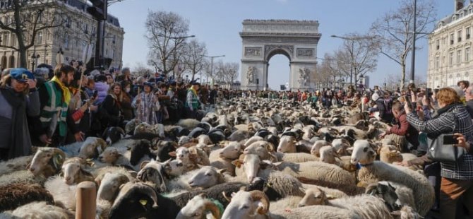 Paris’in en ünlü caddesini koyunlar doldurdu