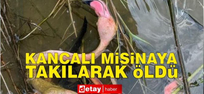 Kancalı misinaya takılan flamingo ölü bulundu