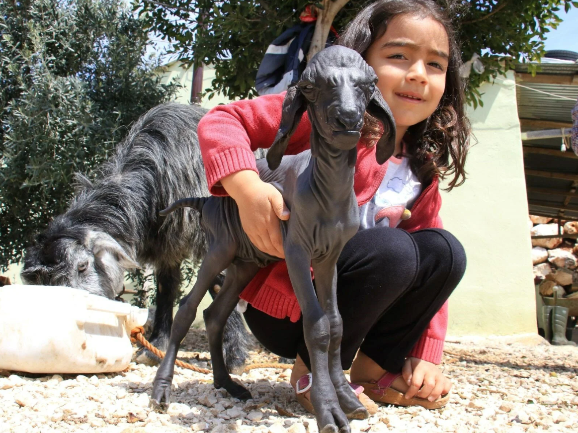 Tüysüz doğdu, bebek gibi bakılıyor