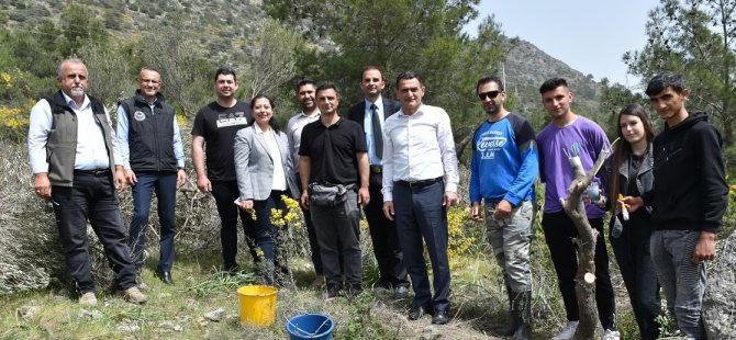 St. Hilarion Bölgesindeki Yabani Zeytin Ağaçları Aşılanıyor