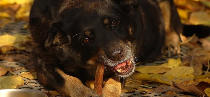 Araştırma: Vegan beslenme köpekler için daha sağlıklı