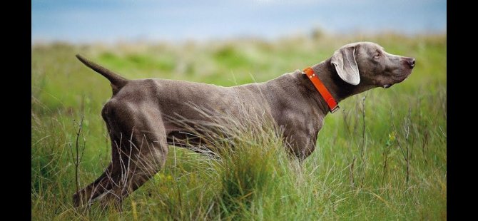 Doğada köpek gezdirmenin yasak olduğu tarihlerde köpek gezdirdi