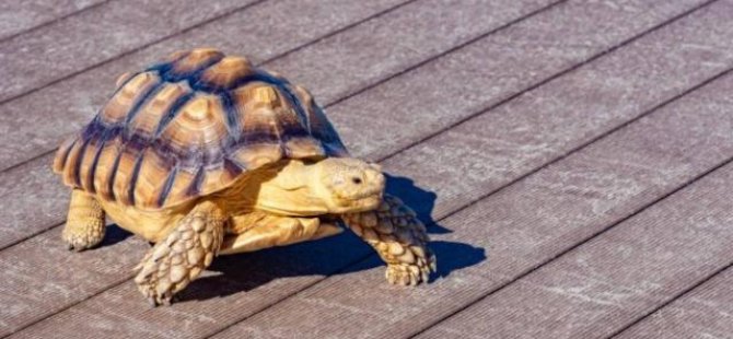 Japonya havaalanlarındaki 'istilacı kaplumbağalara' savaş açtı