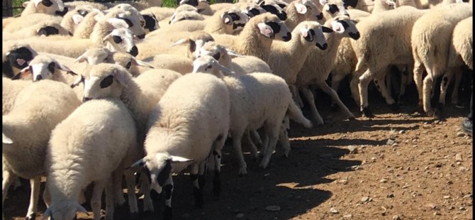 Kasaplık Hayvan Satışı duyurusu yayınlandı