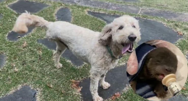 Kanser hastası üç bacaklı köpek donmak üzere olan nehirden yavru su samurunu kurtardı