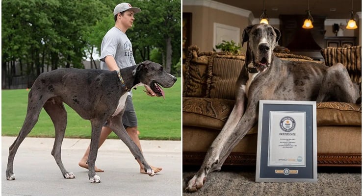 Dünyanın en uzun köpeği Zeus