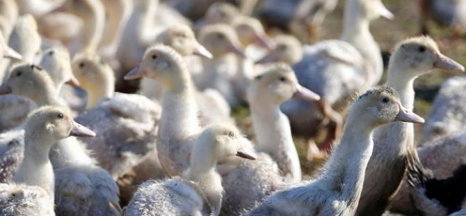 Macaristan'da kuş gribi nedeniyle 93 bin ördek itlaf edildi