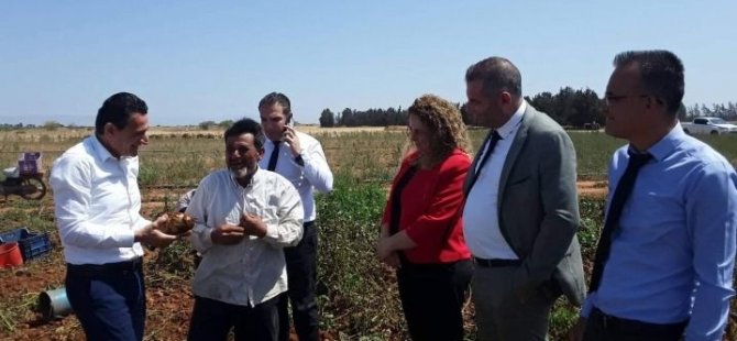 Oğuz, Çayönü’nde ilkbahar patates hasadını yerinde inceledi