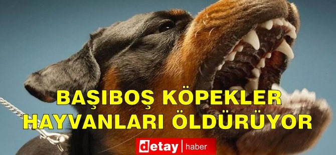 Başıboş köpekler 25 hayvanı öldürdü