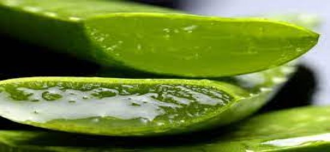 Aloe Vera nedir, faydaları nelerdir?