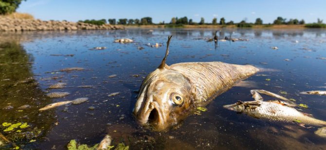 Polonya'nın Oder Nehri'ndeki toplu balık ölümlerinin nedeni araştırılıyor