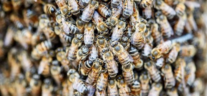 Ağaç dallarını kesmeye çalışan genci 20 bin tane arı soktu! 30 tanesini de yuttu