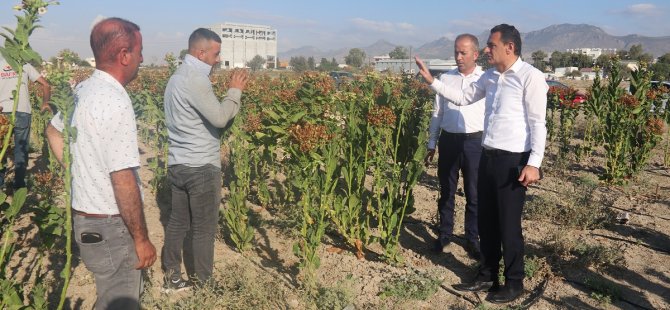 Bakan Oğuz Tütün Hasadını Yerinde İnceledi