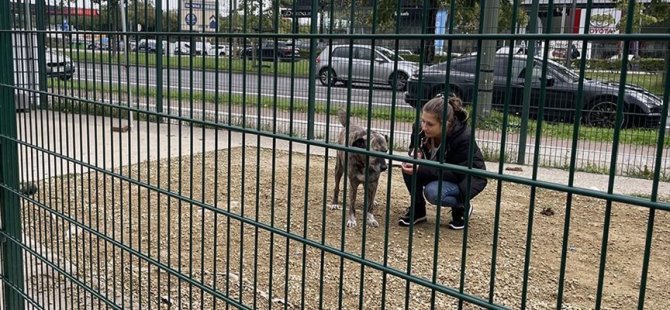 Belçika'da katı yasalar sayesinde sokaklarda başıboş hayvanlara rastlanmıyor