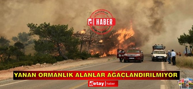 "Yanan ormanlık alanlar ağaçlandırılmıyor"