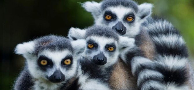 İklim değişikliği, maymunları ve lemurları ağaçlardan yere indirebilir