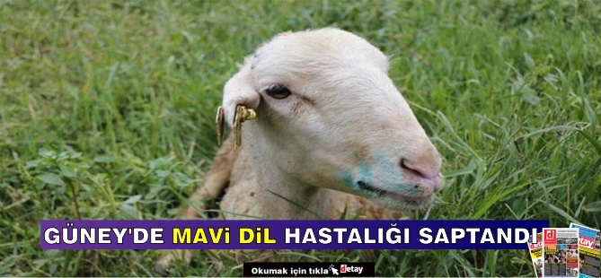 Güney Kıbrıs'ta Mavi Dil Hastalığı Saptandı