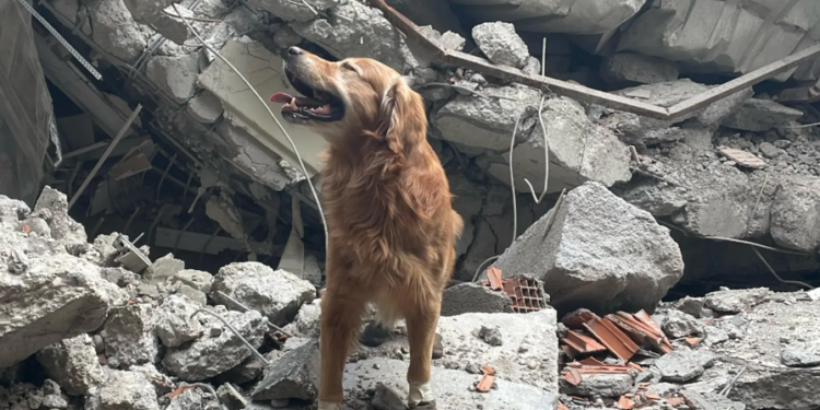 Arama kurtarma köpeği Killian, 17 kişiyi kurtardı