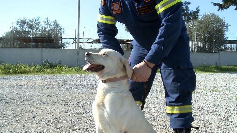 Afet kurtarma görevlerinde arama çalışmalarının yüzde 70'ini köpekler yapıyor