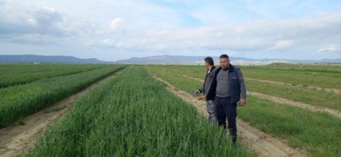 Buğday, arpaya göre kuraklığa daha dayanıklı