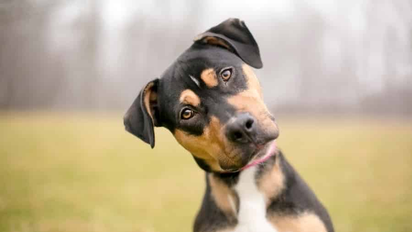 Köpeklerin kafalarını yana eğmesinin sırrı çözüldü...