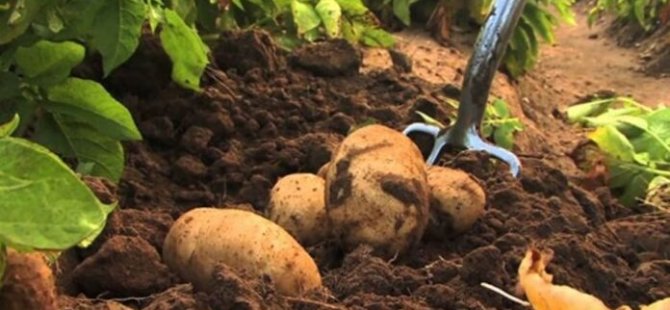 İlkbahar patates üretim dönemi askı listelerine itiraz süreci başladı