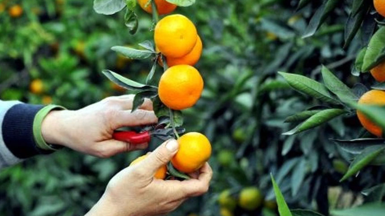 Narenciye Kesim Ekipleri Birliği süresiz greve gittiğini açıkladı