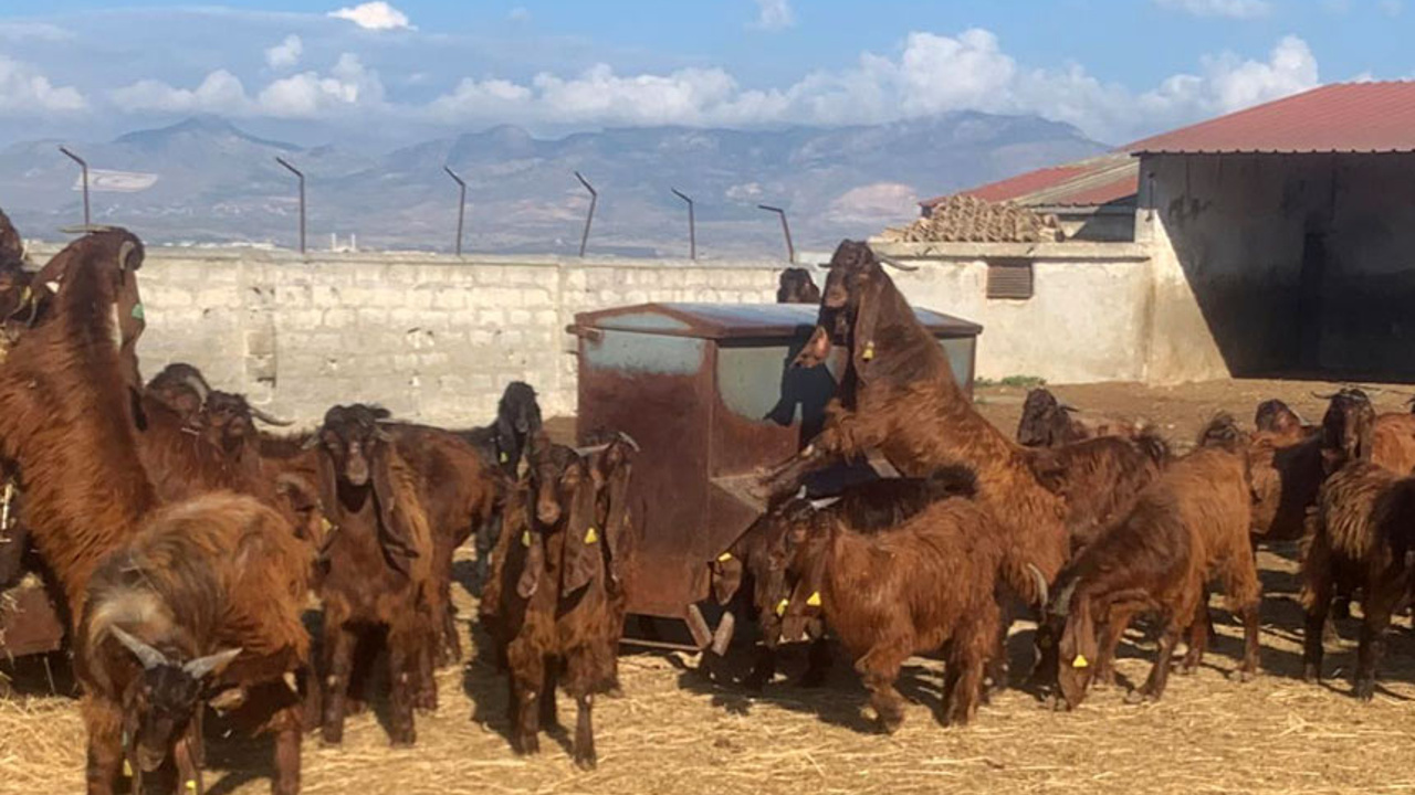 50 baş kasaplık oğlak ve 7 baş kasaplık teke satışa sunuldu