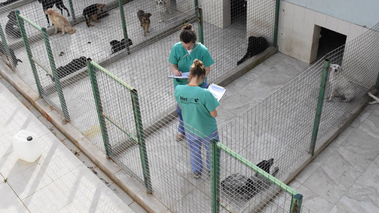 121 dogs were neutered in Kyrenia