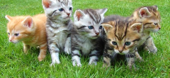 YDÜ araştırmacıları açıkladı: Kedi koronavirüsünün insana bulaşma riski var mı?