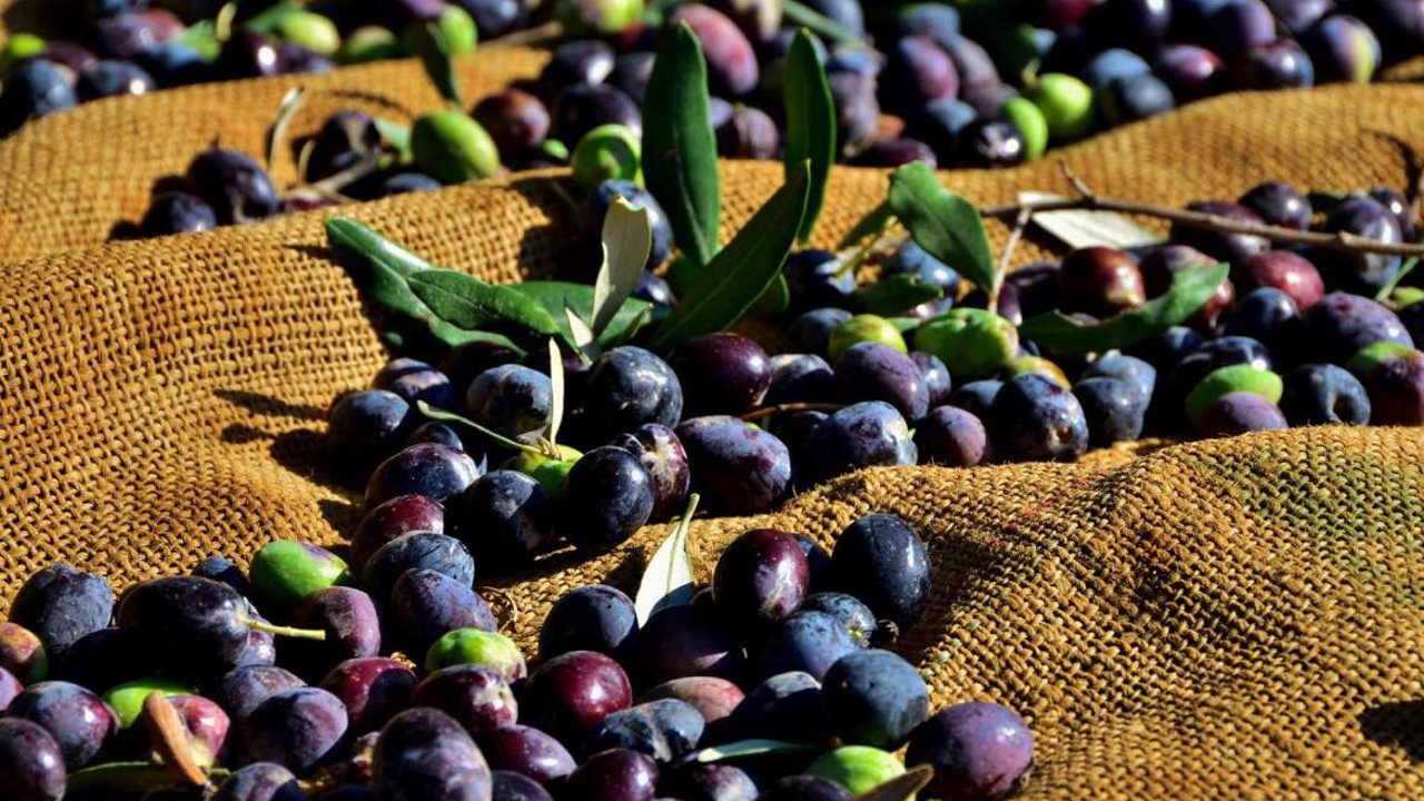 Lefke’de erkenci zeytin 19 Ağustos, yerli zeytin hasadı 2 Eylül’de