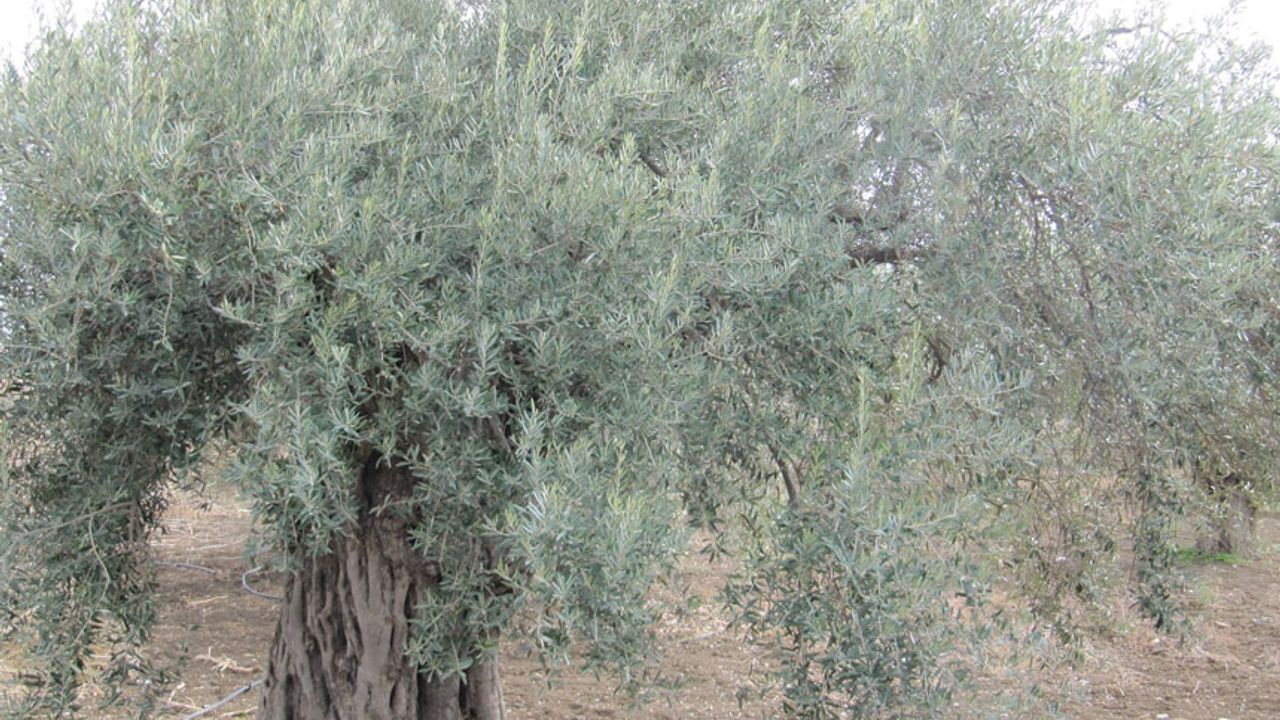 KKTC'de ilk kez bir zeytin türü "Ada Yerlisi" adıyla tescil edildi