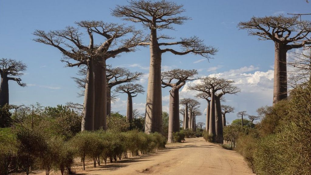 ‘Hayat ağacı’ baobab’ın gizemi çözüldü