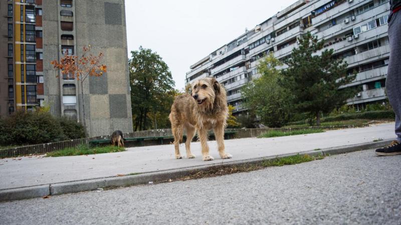 Avrupa ülkeleri sokak hayvanlarıyla ilgili nasıl bir yol izliyor?