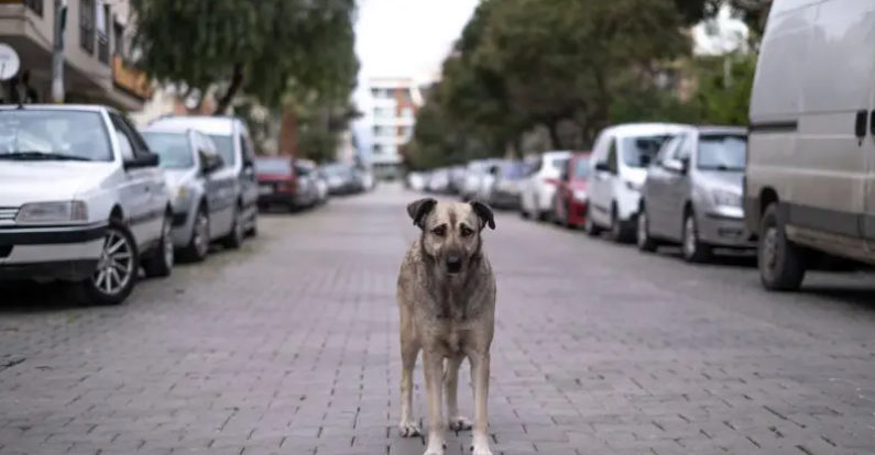 Sokak hayvanları düzenlemesi neler getiriyor, nasıl uygulanacak?