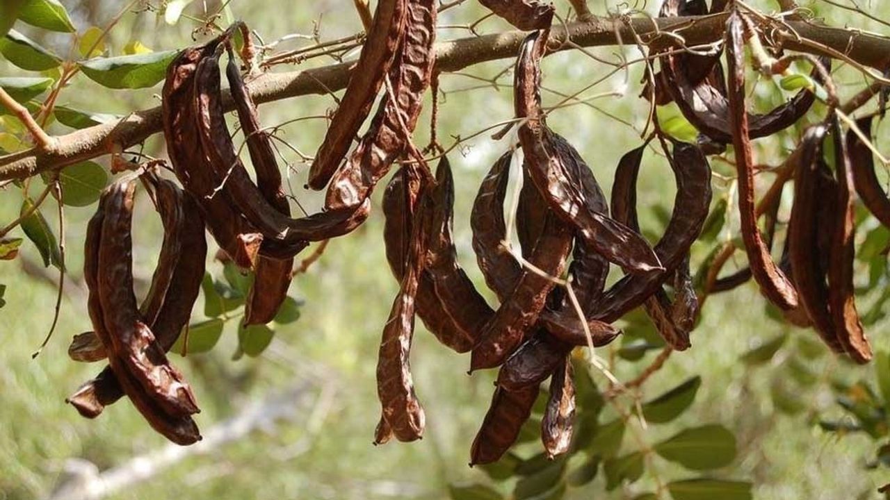 Güzelyurt’ta zeytin ve harup hasadına başlama tarihleri açıklandı