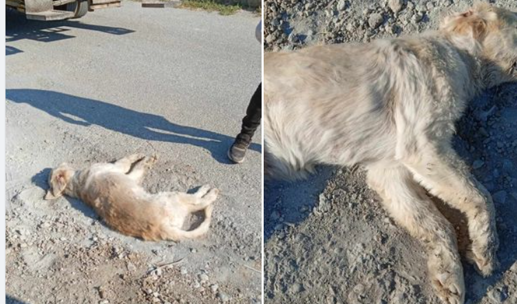 Barolar Birliği ve Altın Patiler: Paşaköy’de bir köpek silahla vurulup katledildi