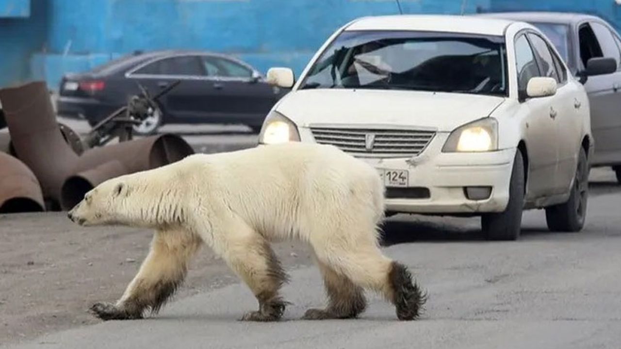 Kanada'da kutup ayılarının saldırısına uğrayan kişi hayatını kaybetti