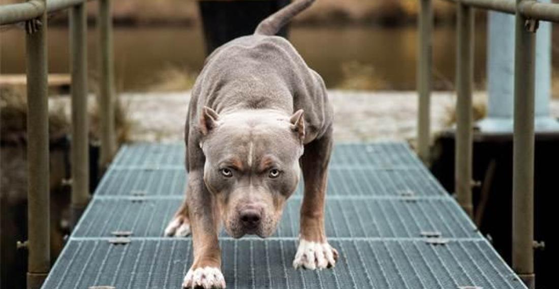 Lefkoş'da Pitbull sahibine saldırdı, komşusu tarafından vuruldu