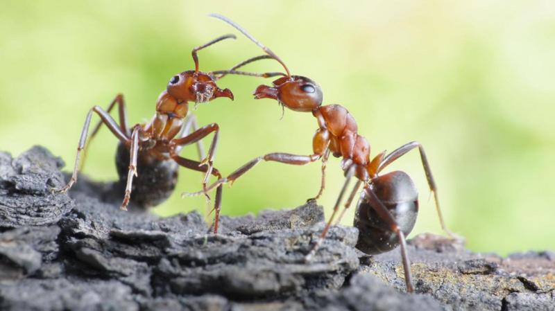 Yuva arkadaşının hayatını kurtarmak için bacak ampute eden karıncalar