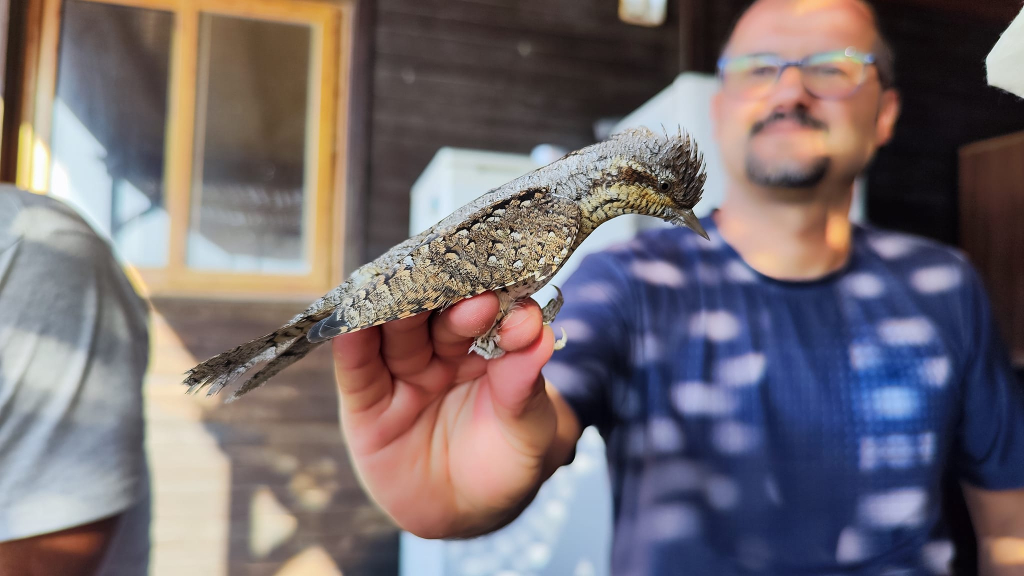 Karpaz’da “Kuş Göç Araştırma İstasyonu” kuruldu