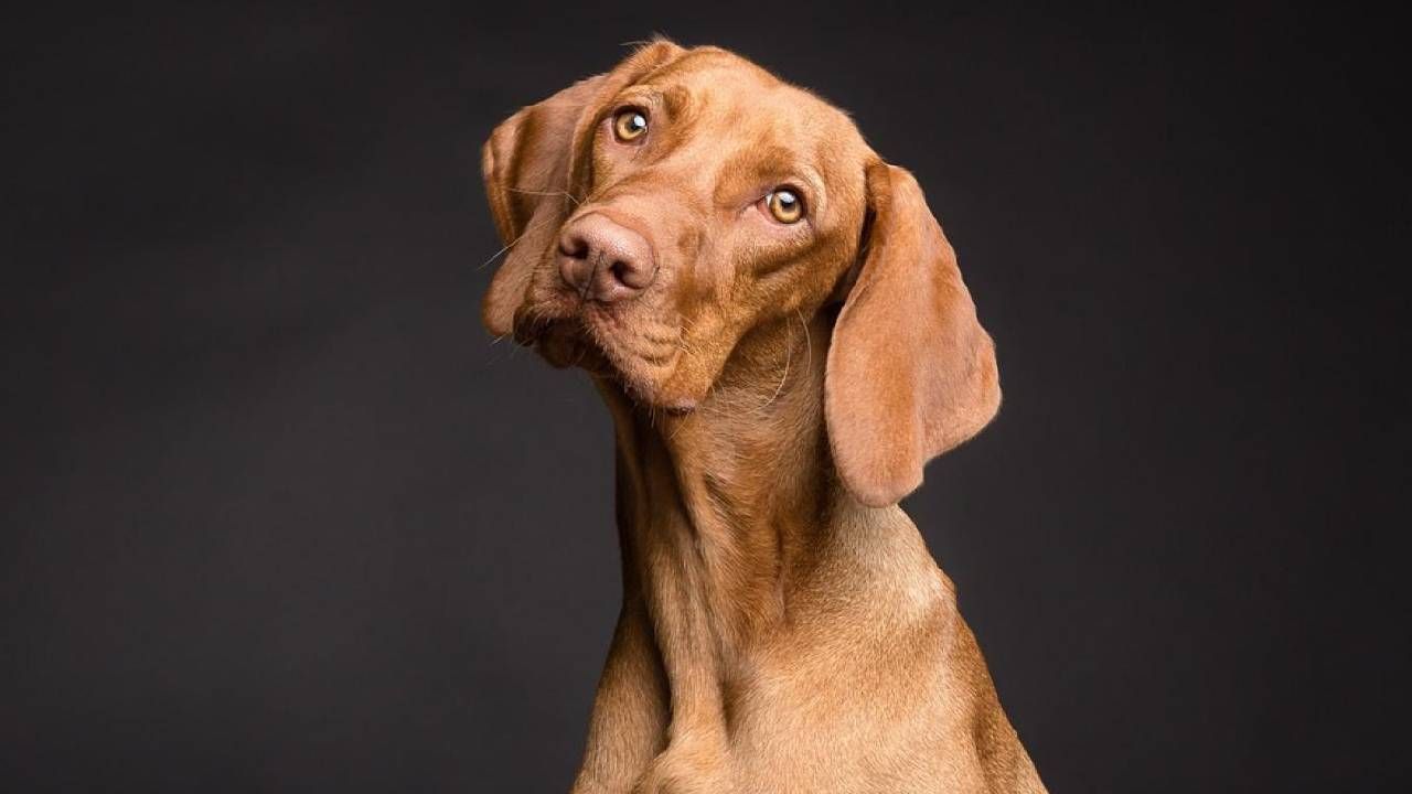 Keçilerine zarar verdiği gerekçesiyle köpekleri av tüfeğiyle vurdu!